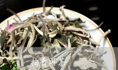 拍普洱茶/2023121870604