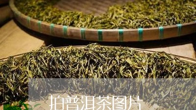 拍普洱茶图片/2023091313747