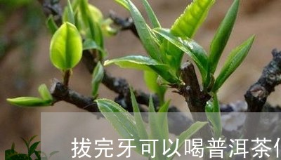 拔完牙可以喝普洱茶们/2023093051692