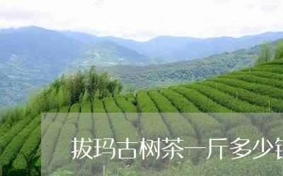 拔玛古树茶一斤多少钱/2023092191616