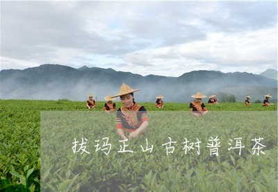 拔玛正山古树普洱茶/2023110987160