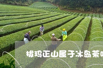 拔玛正山属于冰岛茶吗/2023092326271