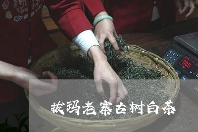 拔玛老寨古树白茶/2023062006959