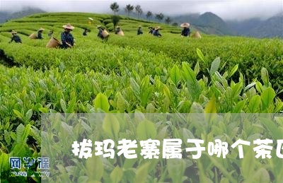 拔玛老寨属于哪个茶区/2023061001603