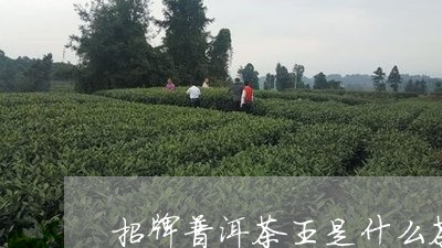 招牌普洱茶王是什么茶型/2023101759369