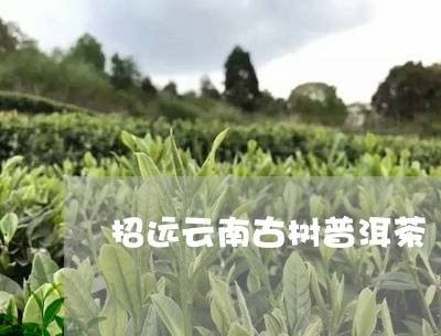 招远云南古树普洱茶/2023120518593