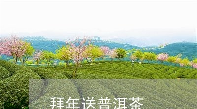 拜年送普洱茶/2023042768331