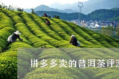 拼多多卖的普洱茶评测/2023073084816