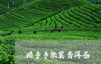 拼多多散装普洱茶/2023110679694