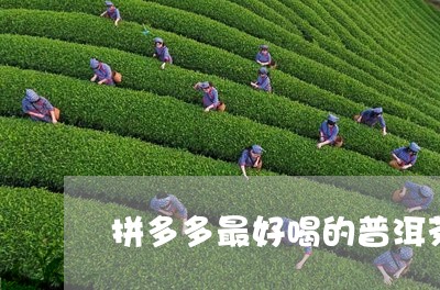 拼多多最好喝的普洱茶/2023073091715