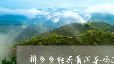 拼多多能买普洱茶吗正品吗/2023082918471