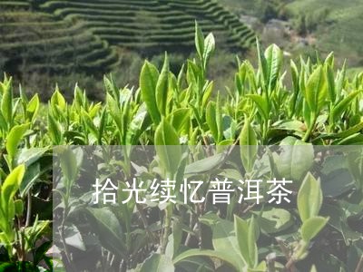 拾光续忆普洱茶/2023110654136