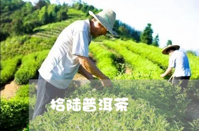 拾陆普洱茶/2023102561595