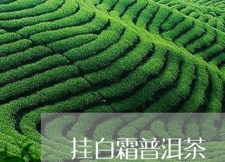 挂白霜普洱茶/2023042735331