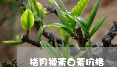 指月禅茶白茶价格/2023062032625