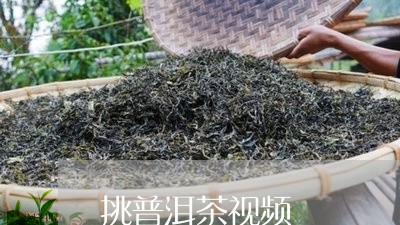 挑普洱茶视频/2023042771293