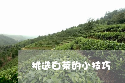 挑选白茶的小技巧/2023062005491