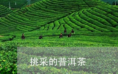 挑采的普洱茶/2023121691035