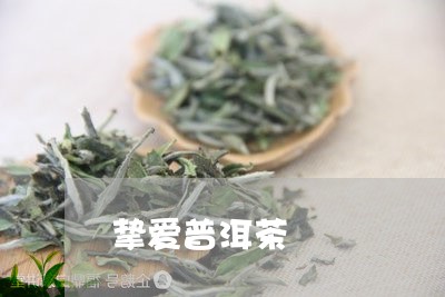 挚爱普洱茶/2023090645848