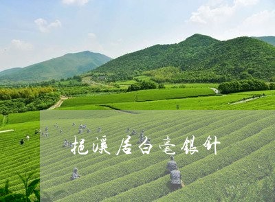 挹溪居白毫银针/2023112338491