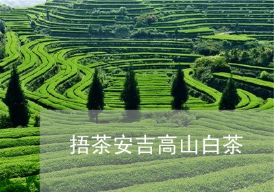 捂茶安吉高山白茶/2023062095046