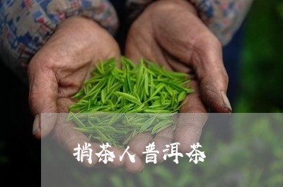 捎茶人普洱茶/2023042675625