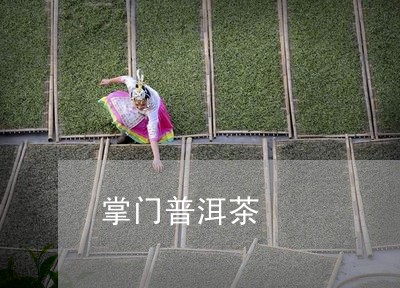 掌门普洱茶/2023090511718