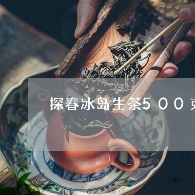 探春冰岛生茶500克/2023092385260