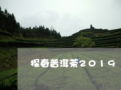 探春普洱茶2019/2023091541037