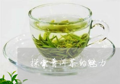 探索普洱茶的魅力/2023121694046