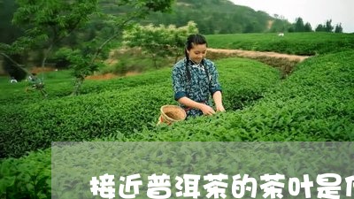 接近普洱茶的茶叶是什么/2023050757072