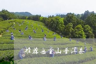 推荐无量山普洱茶/2023112697158