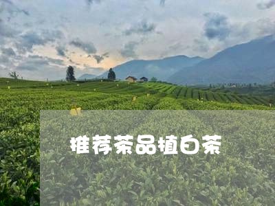 推荐茶品植白茶/2023062051504