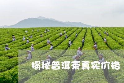 揭秘普洱茶真实价格/2023082060505