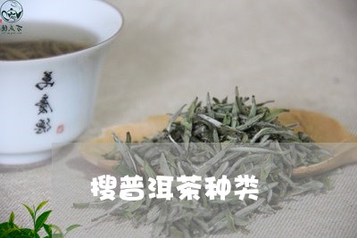 搜普洱茶种类/2023042677413