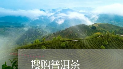 搜购普洱茶/2023090541948