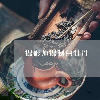 摄影师摄制白牡丹/2023090534039