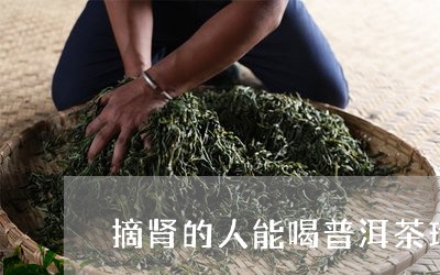 摘肾的人能喝普洱茶珍/2023092735359