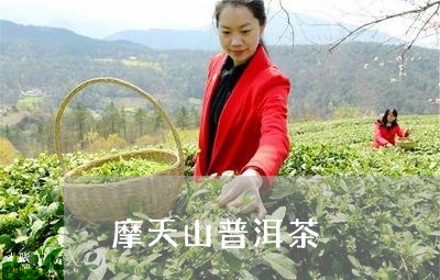 摩天山普洱茶/2023042972743