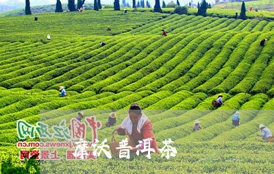 摩沃普洱茶/2023090689482