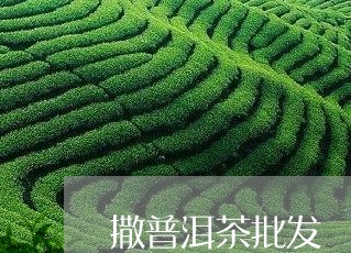 撒普洱茶批发/2023042689623