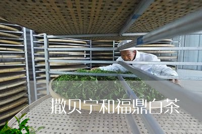 撒贝宁和福鼎白茶/2023112609203