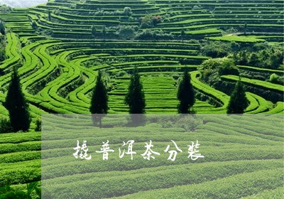 撬普洱茶分装/2023042694014