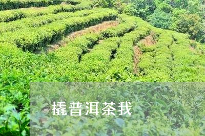 撬普洱茶我/2023090628462