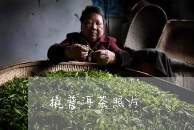 撬普洱茶照片/2023042953129