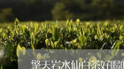 擎天岩水仙白茶好喝吗/2023100158480