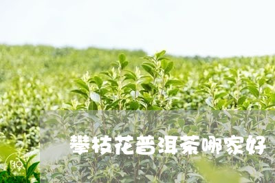 攀枝花普洱茶哪家好/2023120576026