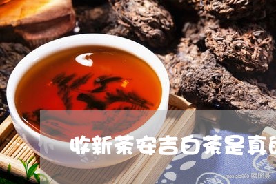 收新茶安吉白茶是真的吗/2023102589592