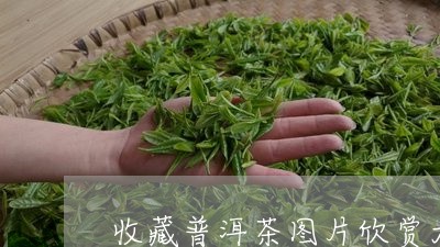 收藏普洱茶图片欣赏大全/2023082723714