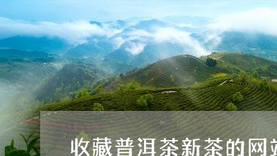 收藏普洱茶新茶的网站推荐/2023112499373